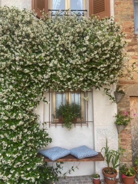 Apartament La Casa Del Gelsomino Acquaviva Picena Zewnętrze zdjęcie